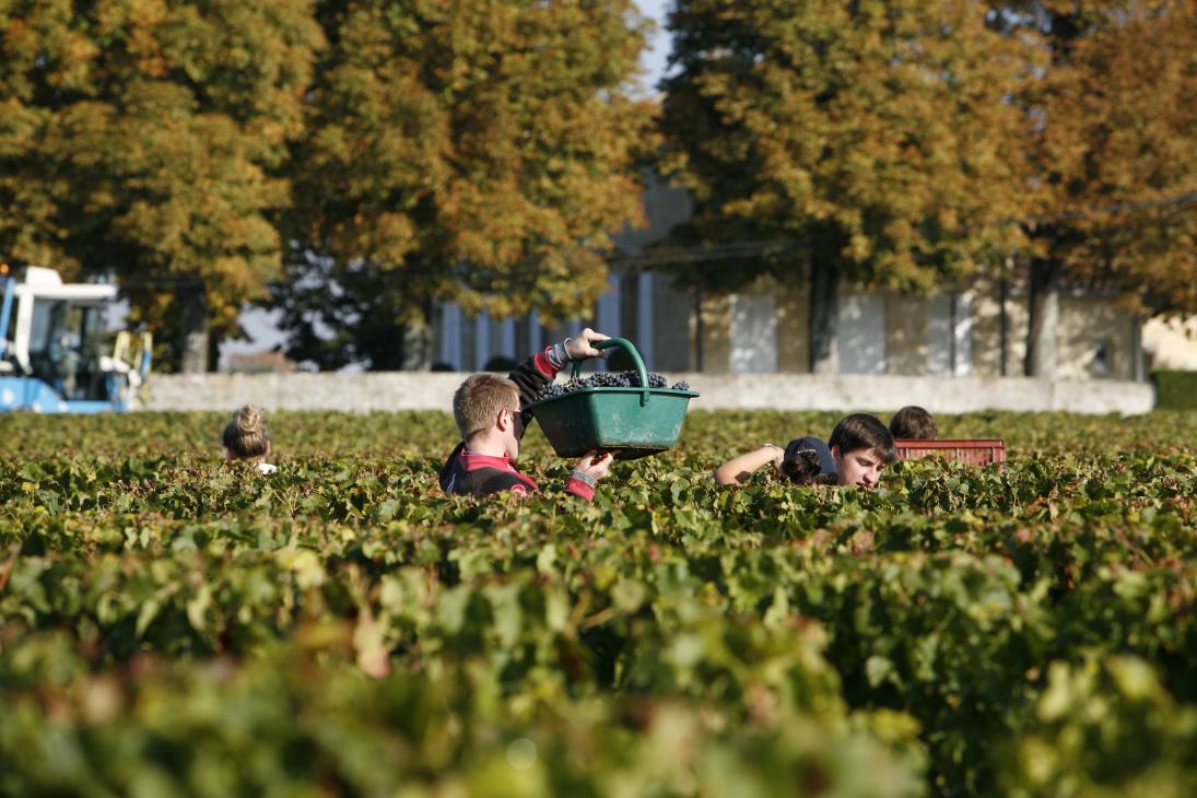 coupeur-versant-son-panier-dans-la-cagette