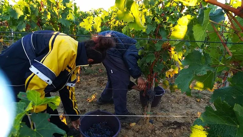 葡萄酒的有机种植、生物动力法，到底是什么意思？